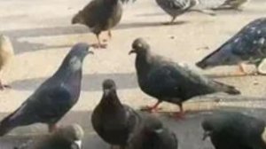 Dias и Голубь мем