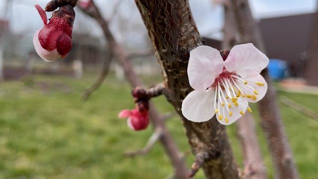 Как подвели газ к участку / Купили землю / Спина в шоке )