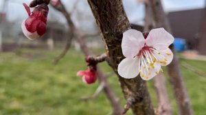 Как подвели газ к участку / Купили землю / Спина в шоке )