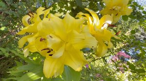 Август в Саду 14 августа 2025 часть 4