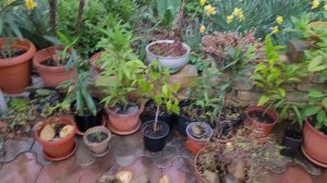 🌿 Средиземноморский садик вышел из зимы 🍀 29.03.26.