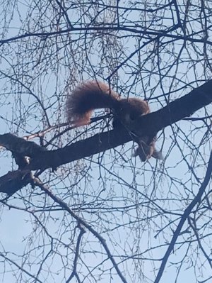 делаю ещё один домик для барбариса