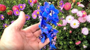 Рассаде дельфиниума месяц