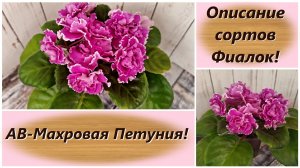 Описание сортов Фиалок! АВ-Махровая Петуния!