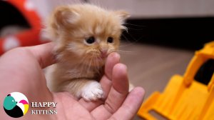 Мама-кошка Зена и красивые котята