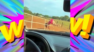 "ЛУЧШИЕ ПРИКОЛЫ: СМЕШНЫЕ ВИДЕО ДЛЯ ХОРОШЕГО НАСТРОЕНИЯ"