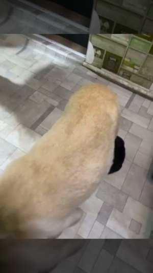 Ташкент. Помните эту семью лабрадоров? Мамочку выкинули с детишками на верную смерть!