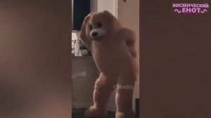 ЛУЧШИЕ ПРИКОЛЫ 2026 ржака до слез угар прикол   ПРИКОЛЮХА ЗАСМЕЯЛСЯ - ПОДПИСАЛСЯ