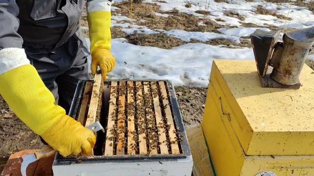 Сколько пчелиного расплода в марте?