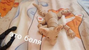 знакомьтесь это мой 3b мое первое видео с 3b
🐢