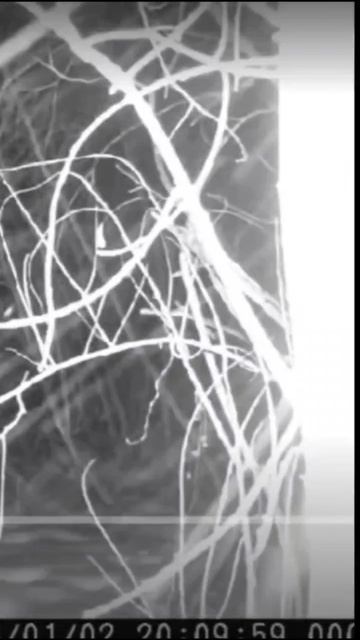 Кажется, это кабан