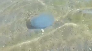 #ах это море вспомним