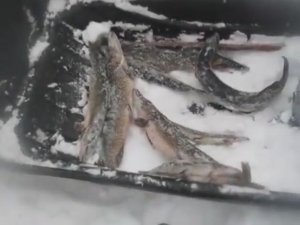 КАРЕЛИЯ!!! ЗА ВЕСЕННЕЙ ЩУКОЙ НА КАПКАНЫ! НАШЛИ ИЗБУ С ПЕЧКОЙ! СТОЛЬКО ЩУКИ НЕВИДЕЛ НИКОГДА!