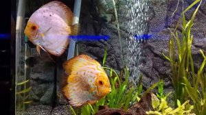 Сахалинский зооботанический парк. Аквариум