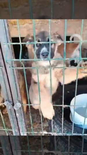 Совсем маленькие и беззащитные дети,попади в отлов.Они не могут о себе заботится.Что это значит?