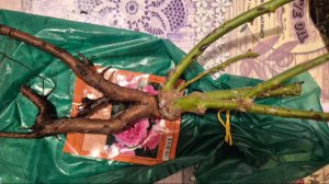 Саженцы роз из Светофора.