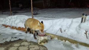 (1253) Лиса приходит в гости. Март 2026