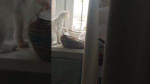 Шиндр Мындр очередной стон Ярославны