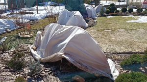 29 МАРТА ,как там розы под укрытием? 🌹🤔