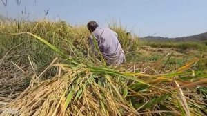 Деревенская жизнь в Белуджистане .