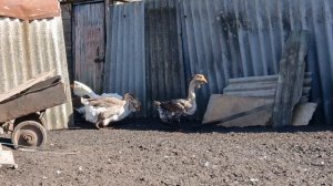 ГУСИ ХОЛМАГОРЫ