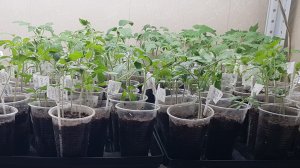 Ужас!!, рассада сгорела, сломалась и тд. Без паники!. Выход есть всегда. Все идем на выход! 27.03.26