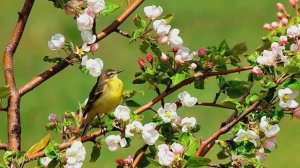 Музыка для релакса _ Частота счастья 432 Гц со звуками природы