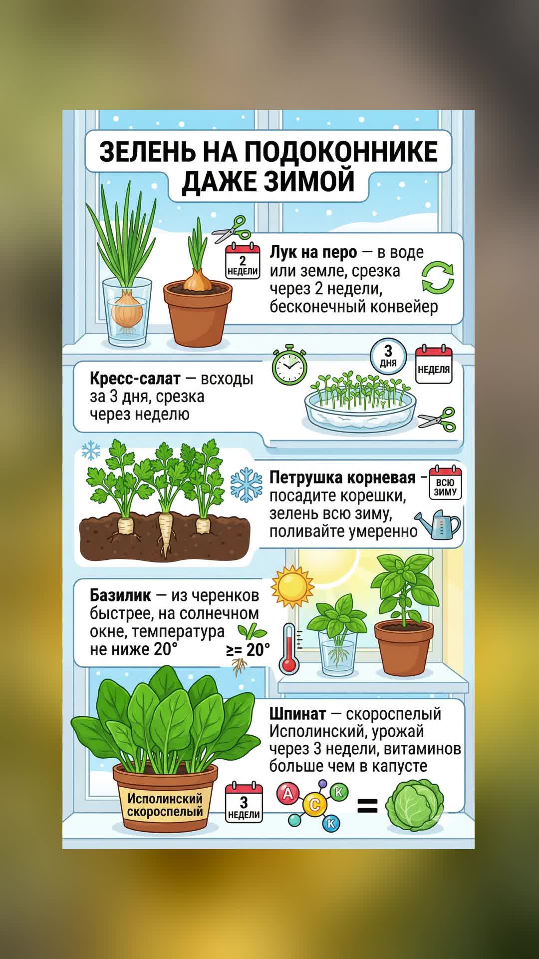 ЗЕЛЕНЬ НА ПОДОКОННИКЕ (даже зимой)