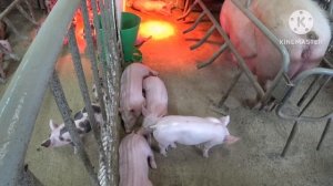 Массовый забой!‼️Продажа поголовья‼️