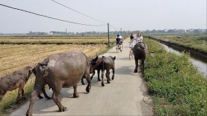 Велосипедисты и буйволята!))