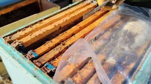 28.03.2026г. Ревизия пчёл. Псковская область