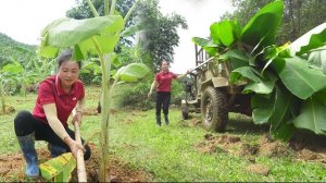 Создаю банановый сад на своей ферме. Завожу удобрения и банановые саженцы. Серия 25. Се