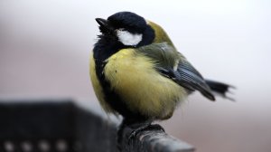 Дятел и синица. Зарисовка