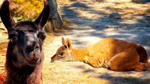 Было два МАЛЫША! Что произошло? ШОК! ЗЛАЯ лама стала МАМОЙ — теперь ТРИ милых крошки!