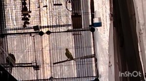 29.03.26.г.Наши питомцы.🦜🦜🦜