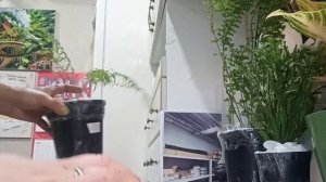 Посылка с папоротниками