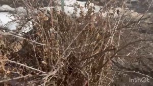 Первый раз зашла в огород в этом году. Осматриваю кустарники.