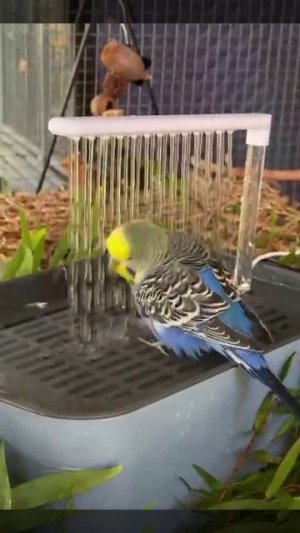 Личный душ для пернатого