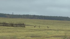 ОХОТА НА КОСУЛЮ С ПОДХОДА