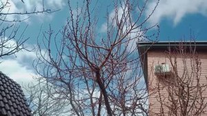 Весенняя обрезка деревьев в саду, конец марта 2026г.