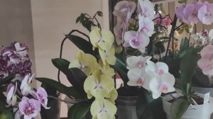 Пятая попытка 🙈- расцвела. Пройдём по полочкам с орхидеями