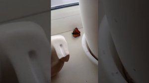 МИР ВИДЕО ДЛЯ ГЛУХИХ 29 МАРТА 2ЧАСТЬ 👍