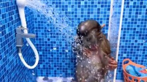 Обезьянка Беби Бон Бон Купается В Ванной И Ест Фрукты Вместе С Утятами У Бассейна