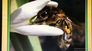 приметы весны