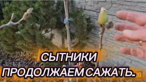 САМВЕЛ АДАМЯН, СЫТНИКИ, ПРОДОЛЖАЕМ САЖАТЬ..