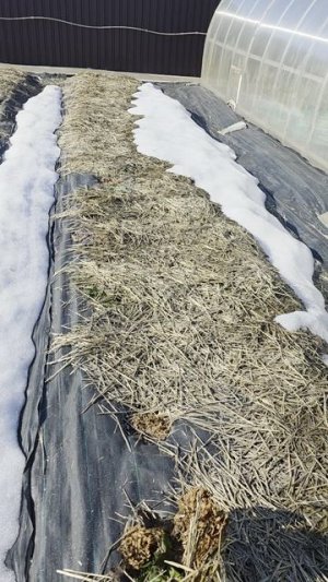 посеяли зелень 29.03.26 под снег.