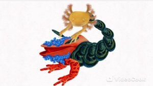 Галимая Нимфа