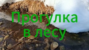 Прогулка в лесу | Воскресенье | Место отдыха в лесу