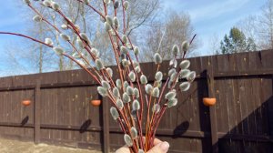 28 марта открываю грядки, обработка сада и первые посевы.