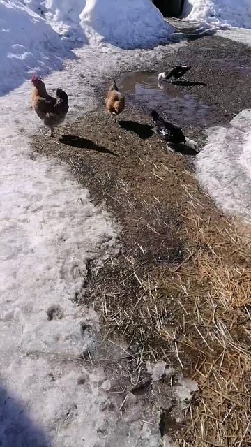 Кучинские юбилейные греются на солнце 🌞